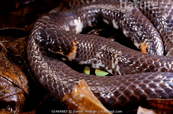 Red-tailed Pipe Snake (Cylindrophis ruffus)