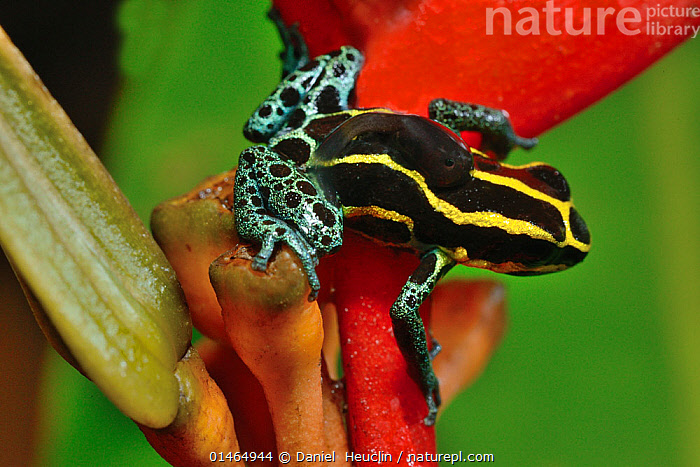 Stock Photo Of Reticulated Poison Frog (Ranitomeya Ventrimaculata) With ...