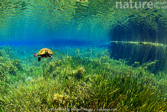 Stock photo of Florida Red-bellied Turtle (Pseudemys nelsoni) Rainbow ...