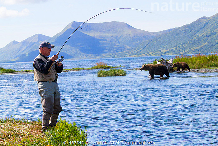 Stock photo of Man fishing for Coho salmon with Grizzly bears