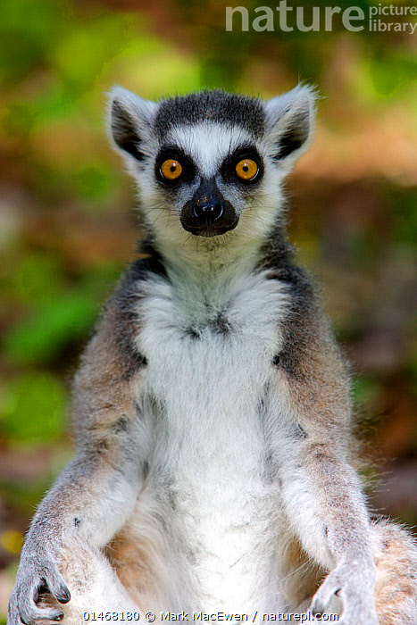 Ring-tailed lemur | Whipsnade Zoo