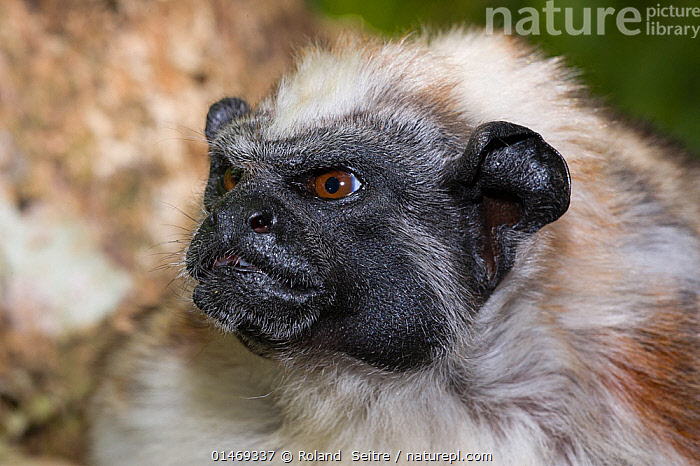 Stock photo of Geoffroy's tamarin (Saguinus geoffroyi) leucistic morph