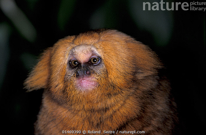 Stock photo of Buffy Headed Marmoset (Callithrix flaviceps) captive