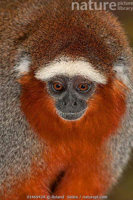 Titi monkey best sale for sale