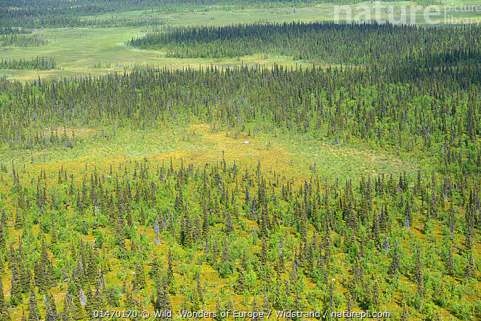 Taiga Vegetation