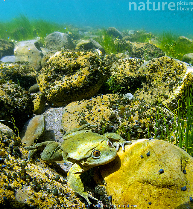 Stock Photo Of Titicaca Water Lake Titicaca Frog Telmatobius Culeus Stock Photo Of Titicaca Water Lake Titicaca Frog Telmatobius Culeus