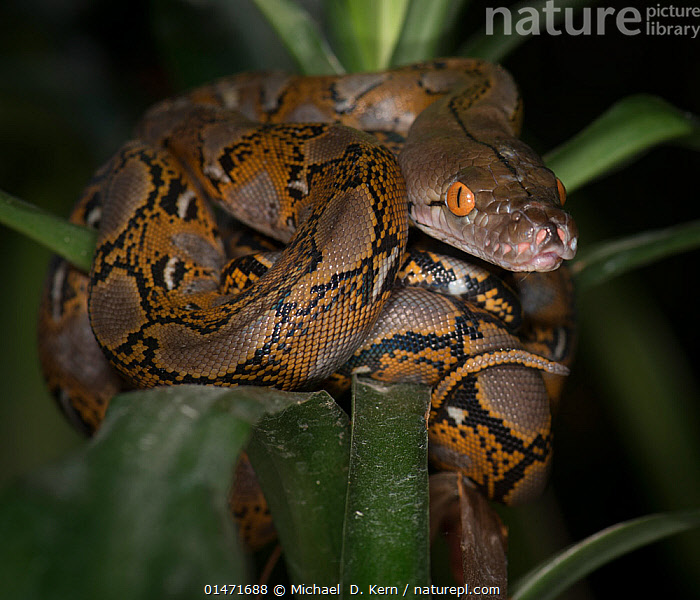 Stock photo of Reticulated Python (Malayopython reticulatus) captive ...