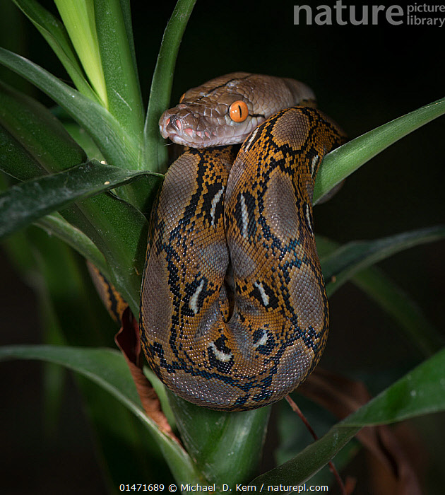Stock photo of Reticulated Python (Malayopython reticulatus) captive ...
