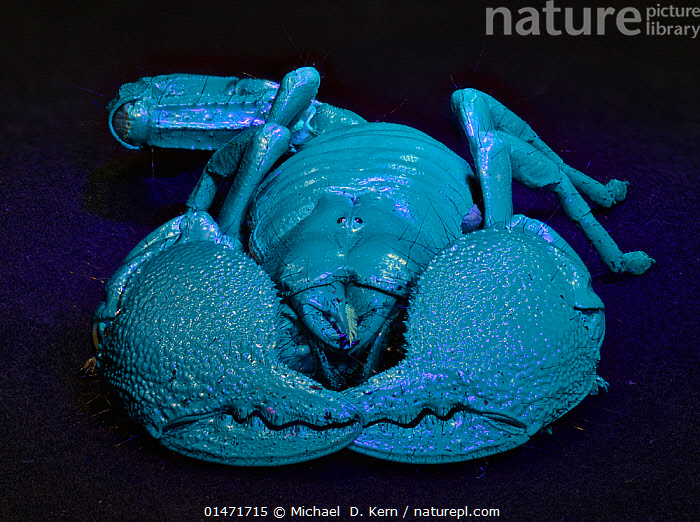 Stock photo of Emperor scorpion (Pandinus imperator) glowing blue under UV  light, captive. Available for sale on
