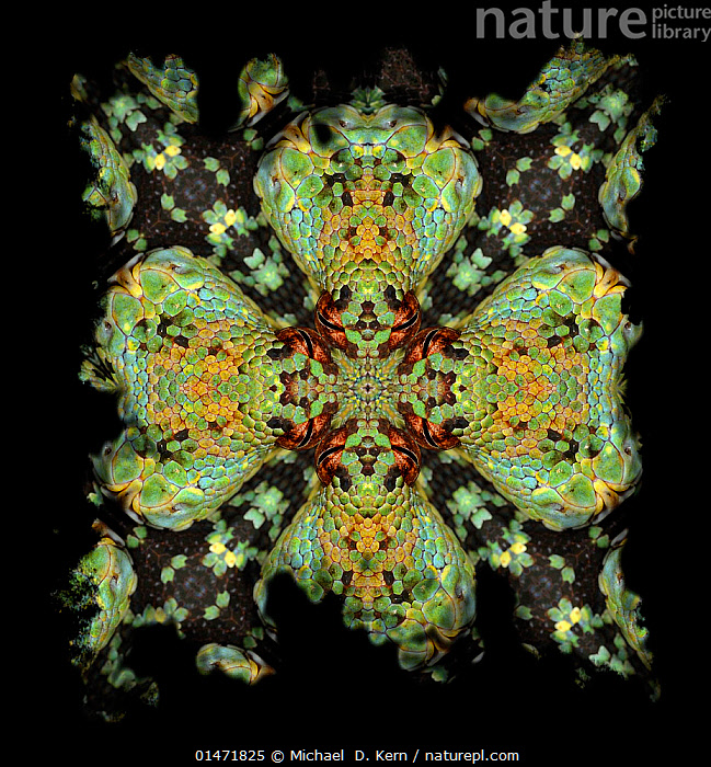 Stock photo of Kaleidoscope pattern formed from picture of Green Tree ...