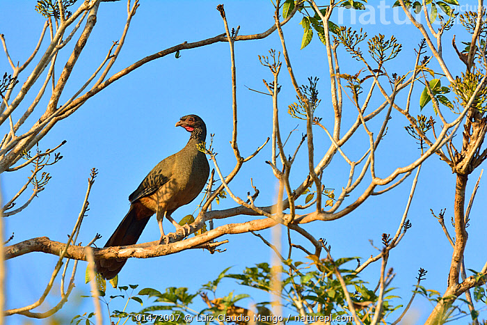 Stock photo of Chaco Chachalaca Ortalis canicollis Pantanal