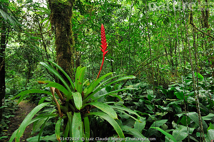 Stock photo of Bromeliad (Bromeliaceae) in flower in rainforest
