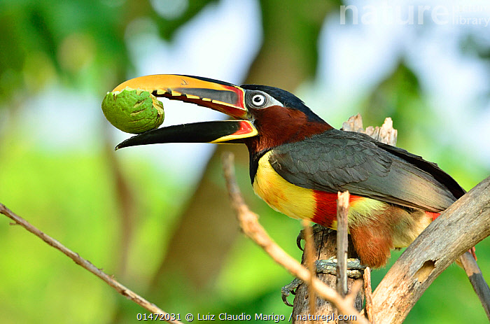 Stock Photo Of Chestnut eared Aracari Pteroglossus Castanotis Feeding 