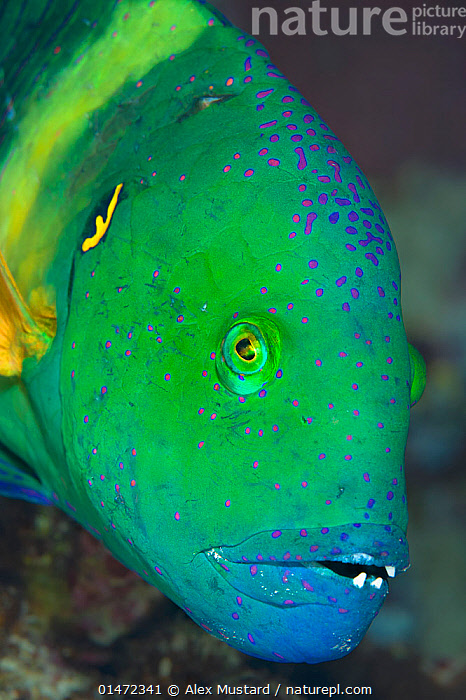 Stock photo of Portrait of face of male Broomtail wrasse (Cheilinus ...