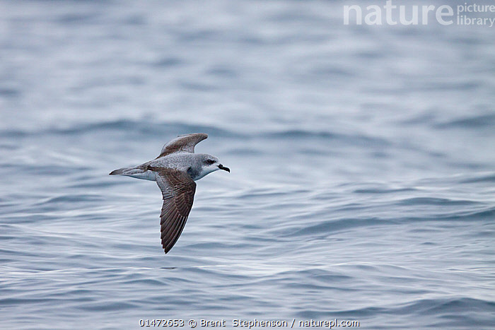 Stock photo of Cook's petrel (Pterodroma cookii) in flight, low over