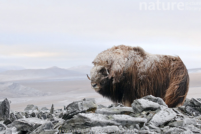 Stock photo of Musk ox (Ovibos moschatus) covered in snow, Wrangel ...