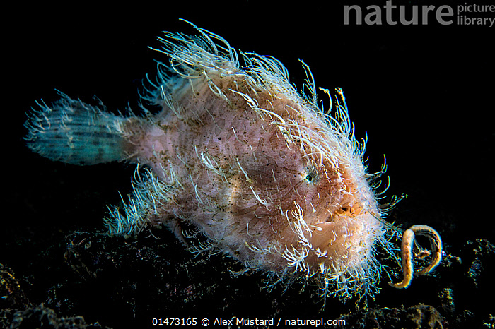 Stock photo of Portrait of Hairy frogfish (Antennarius striatus) attempting  to attract…. Available for sale on