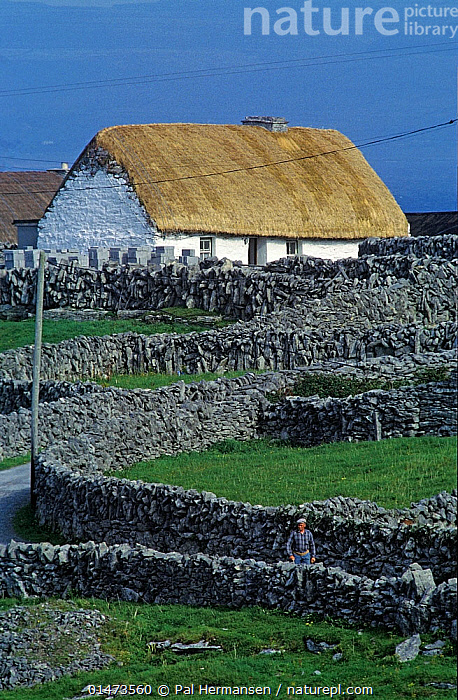 Stock photo of Irish landscape with stone walls and thatched cottage ...