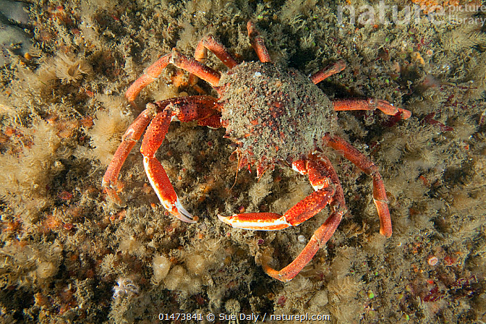 Stock Photo Of Spiny Spider Crab Maja Squinado Guillaumesse Sark Stock Photo Of Spiny Spider Crab Maja Squinado Guillaumesse Sark