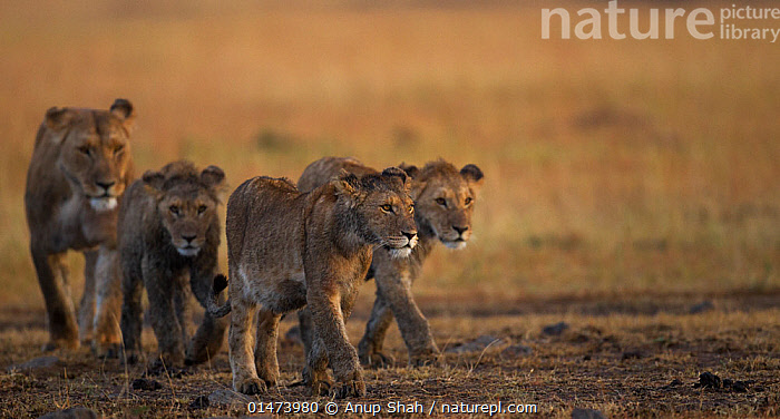 Stock photo of African Lioness (Panthera leo) walking with three cubs ...