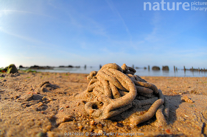 Stock Photo Of Lugworm (Arenicola Marina) Cast On Beach, On Beach Of ...