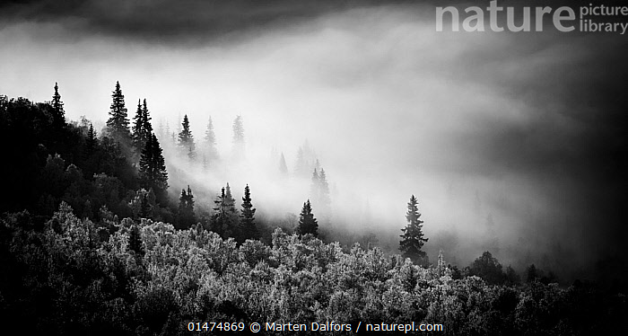 Stock photo of Black and white image of fog on mountain with conifer ...