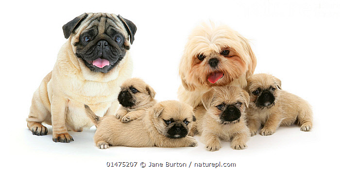 Stock photo of Pug x Shih tzu Pugzu cross puppies with parents. Available for sale on www.naturepl