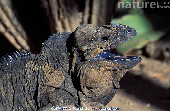 Stock photo of Rhinoceros Iguana (Cyclura cornuta) portrait, Dominican