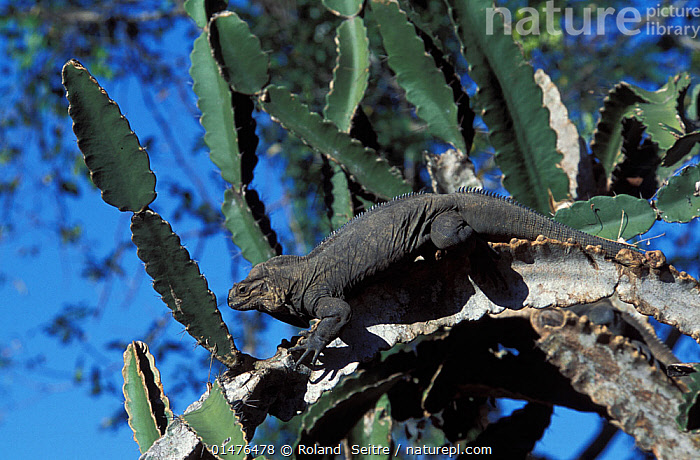 Stock photo of Rhinoceros Iguana (Cyclura cornuta) climbing, Dominican