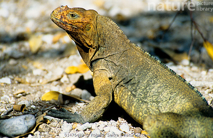 Stock photo of Rhinoceros Iguana (Cyclura cornuta) yellow morph