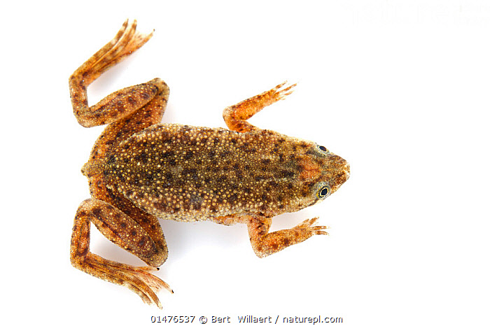 Dwarf african clawed sales frog