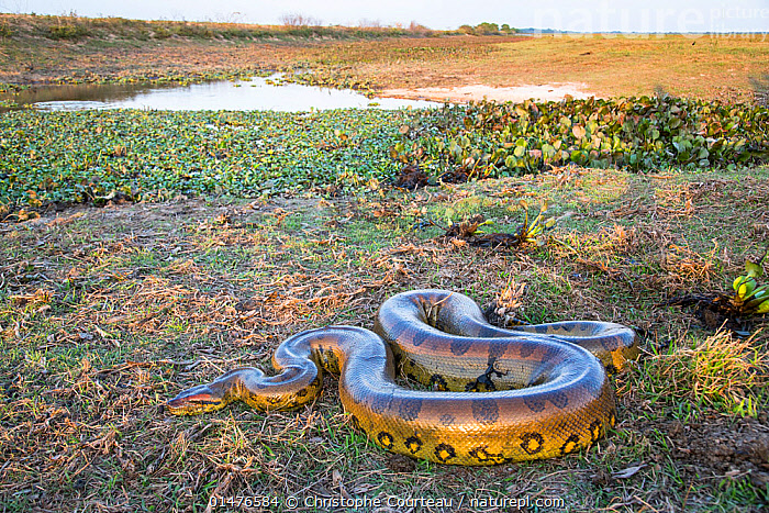 Stock photo of Giant Anaconda (Eunectes murinus) Hato El Cedral, Llanos ...