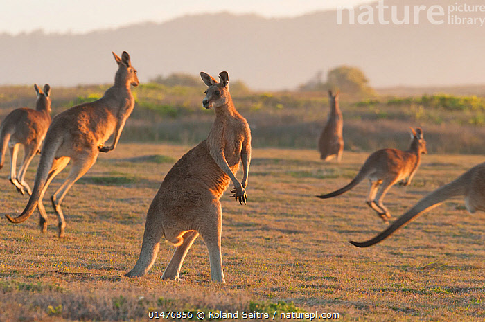 Stock photo of Eastern grey kangaroo (Macropus giganteus) herd ...