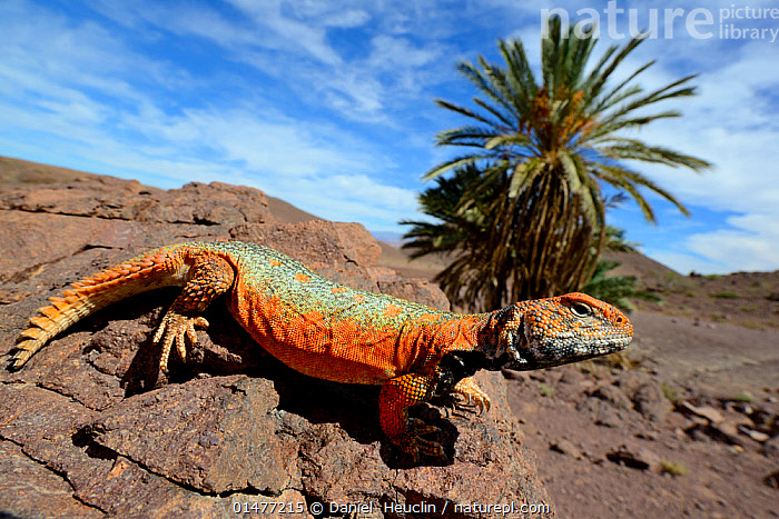 Stock photo of Spiny-tailed lizard (Uromastyx nigriventris) in habitat ...