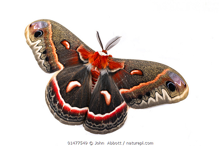 Stock photo of Cecropia Moth (Hyalophora cecropia) captive. Austin ...