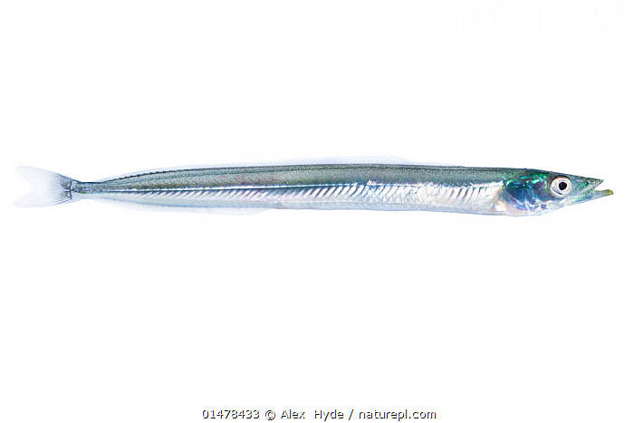 Stock Photo Of Lesser Sand Eel Ammodytes Marinus Photographed In 