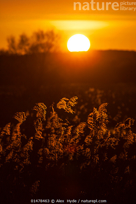 Sunset Reed Set Stock photo of Reed beds at sunset at RSPB Ham Wall reserve, Somerset ...