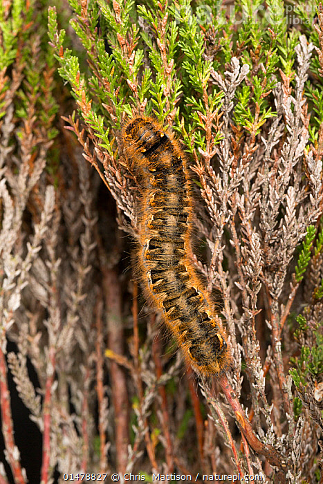 Caterpillar moor clearance