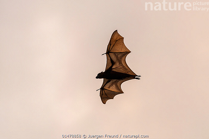 Stock photo of Little red flying-fox (Pteropus scapulatus) in flight ...