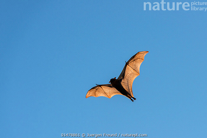 Stock photo of Little red flying-fox (Pteropus scapulatus) in flight ...