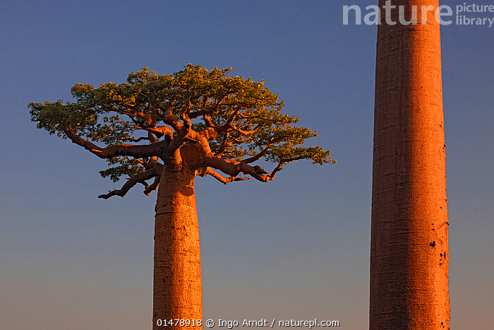 Stock photo of Grandidier's Baobab trees (Adansonia grandidieri) near ...