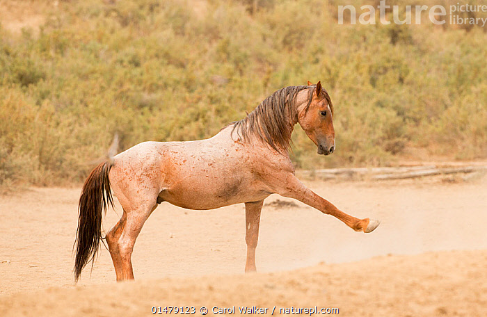 Stock photo of Wild Available horse ground extended a…. front with roan for on Mustang, pawing as sale leg whilst