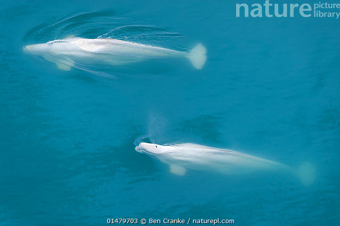 Animals Beluga Whales Nature