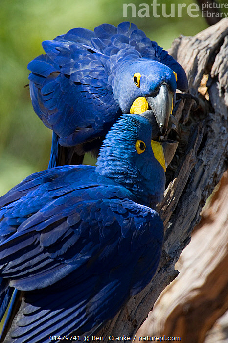 Stock photo of Hyacinth Macaws (Anodorhynchus hyacinthinus) grooming ...