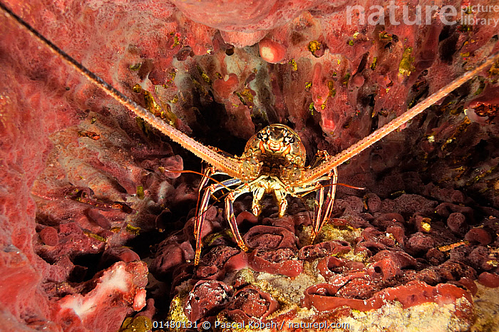 Stock photo of Caribbean spiny lobster (Panulirus argus) in Giant barrel  sponge…. Available for sale on