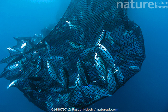 Stock photo of Drag net of a seine fishing vessel full of Yellowfin tuna  (Thunnus…. Available for sale on