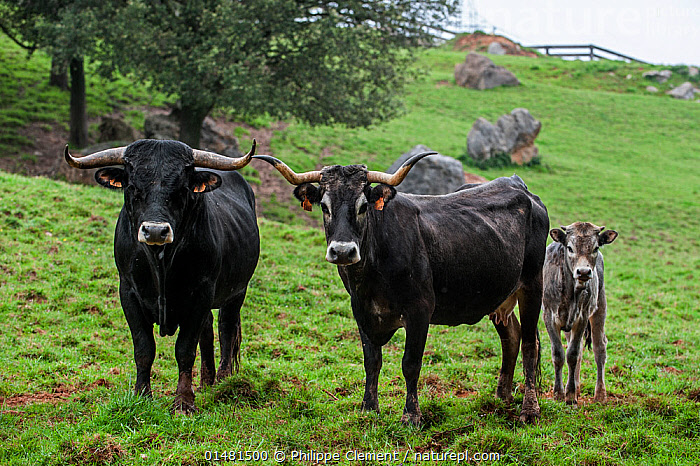 Europe cow old romanian traditonal hi-res stock photography and images -  Alamy