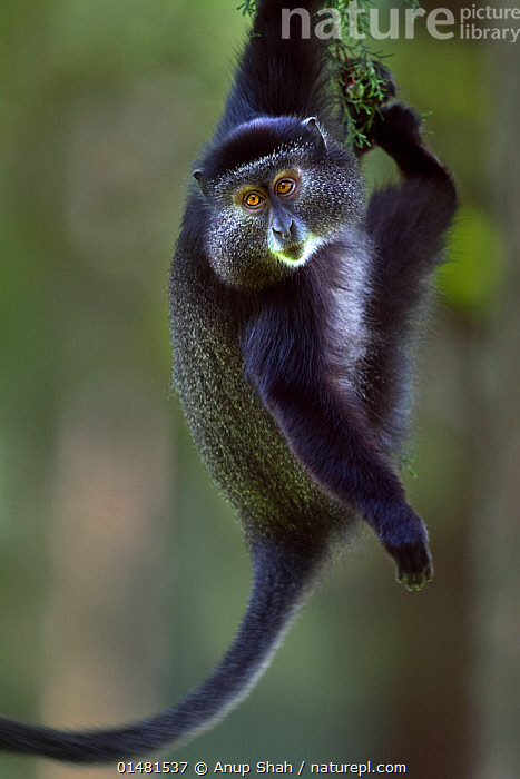 Blue Monkey Species What Are The Top Primate Species Found In Uganda