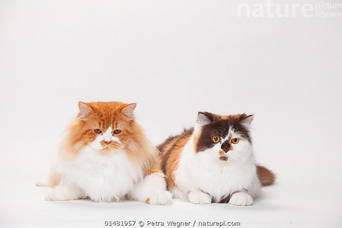 red and white persian cat