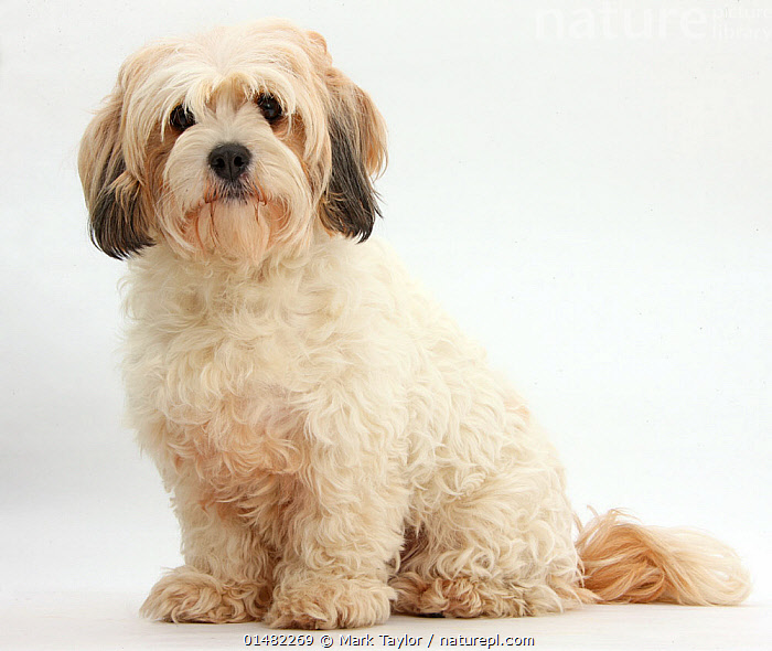 Bichon frise cavalier deals king charles mix